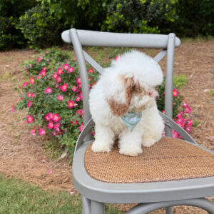 Thunder - FB Cavapoo Puppy - BPPP Litter --_v_