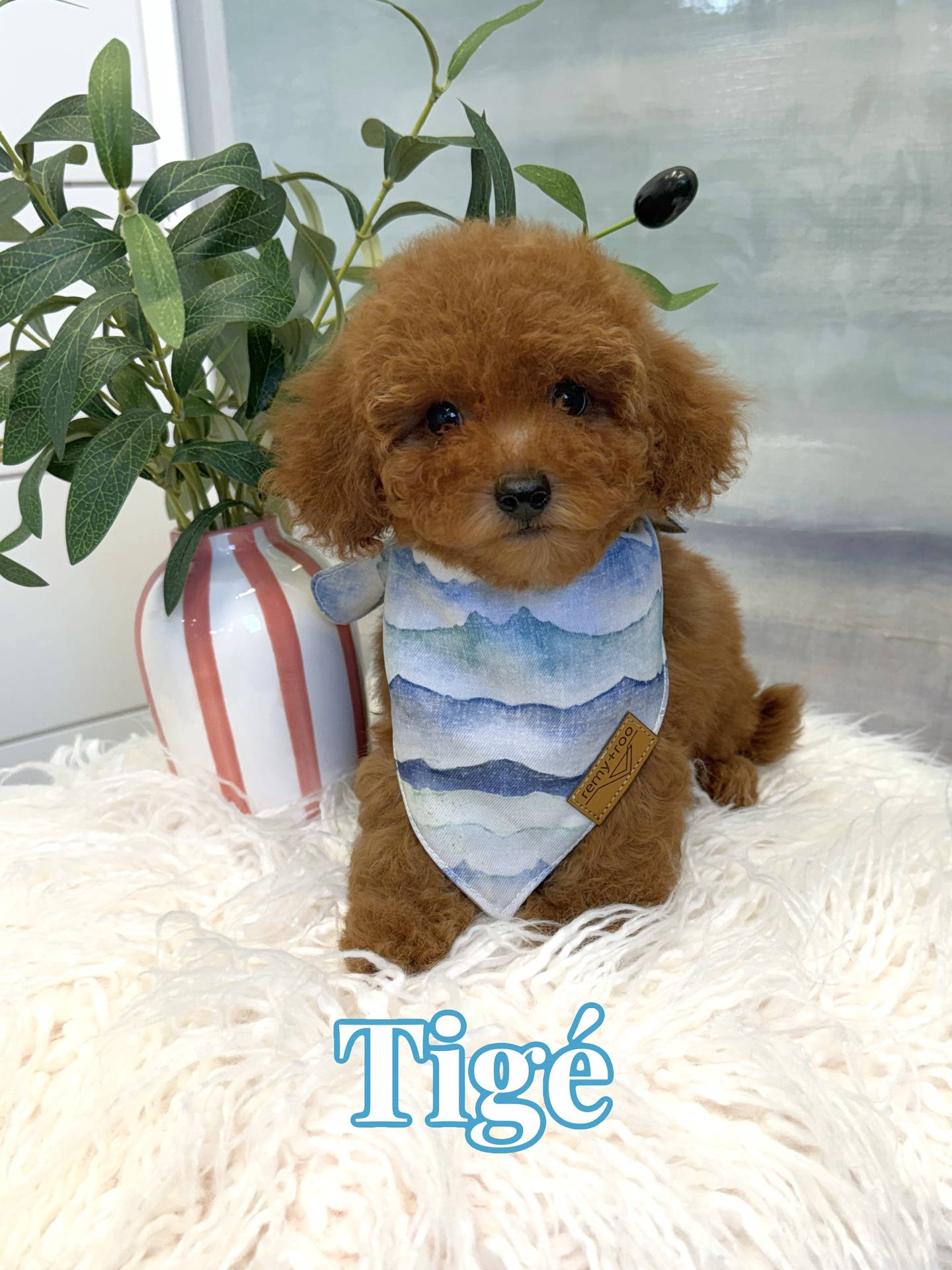 Tige - CKC Toy Micro Goldendoodle Puppy - PPP Litter --