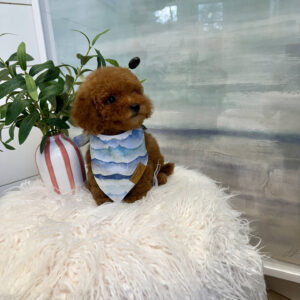 Tige - CKC Toy Micro Goldendoodle Puppy - PPP Litter --_