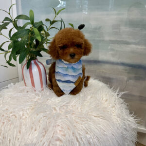 Tige - CKC Toy Micro Goldendoodle Puppy - PPP Litter --_