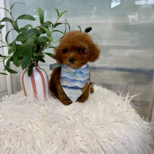 Tige - CKC Toy Micro Goldendoodle Puppy - PPP Litter --_