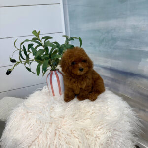 Tige - CKC Toy Micro Goldendoodle Puppy - PPP Litter --_