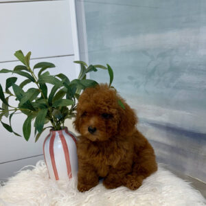 Tige - CKC Toy Micro Goldendoodle Puppy - PPP Litter --_