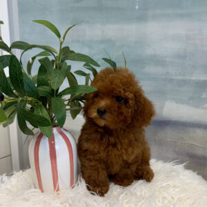 Tige - CKC Toy Micro Goldendoodle Puppy - PPP Litter --_