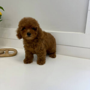 Tige - CKC Toy Micro Goldendoodle Puppy - PPP Litter --_