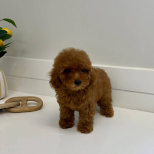 Tige - CKC Toy Micro Goldendoodle Puppy - PPP Litter --_