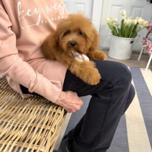 Tige - CKC Toy Micro Goldendoodle Puppy - PPP Litter --_