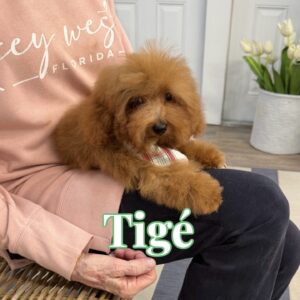 Tige - CKC Toy Micro Goldendoodle Puppy - PPP Litter --_