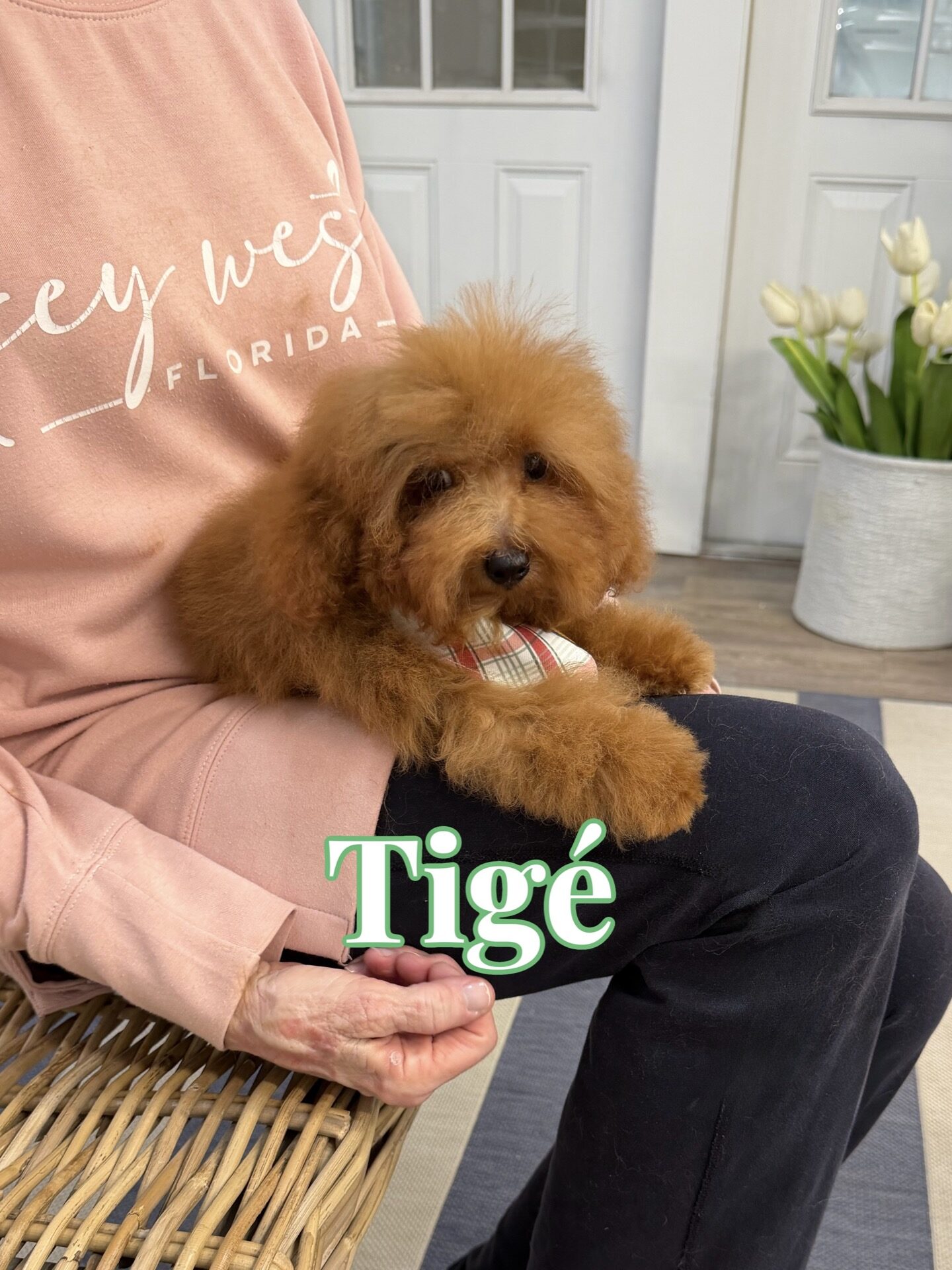 Tige - CKC Toy Micro Goldendoodle Puppy - PPP Litter --_