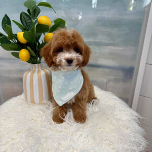 Tiny - FB Cavapoo Puppy - BPPP Litter --_
