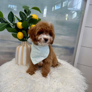 Tiny - FB Cavapoo Puppy - BPPP Litter --_