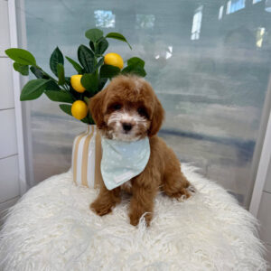Tiny - FB Cavapoo Puppy - BPPP Litter --_