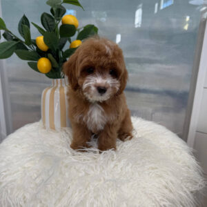 Tiny - FB Cavapoo Puppy - BPPP Litter --_