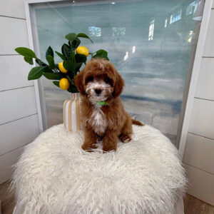 Tiny - FB Cavapoo Puppy - BPPP Litter --_