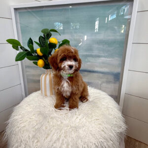 Tiny - FB Cavapoo Puppy - BPPP Litter --_