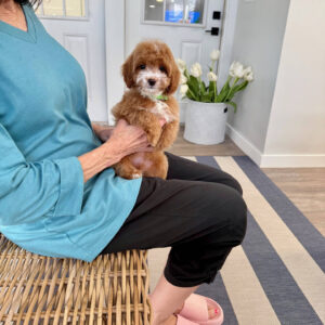 Tiny - FB Cavapoo Puppy - BPPP Litter --_