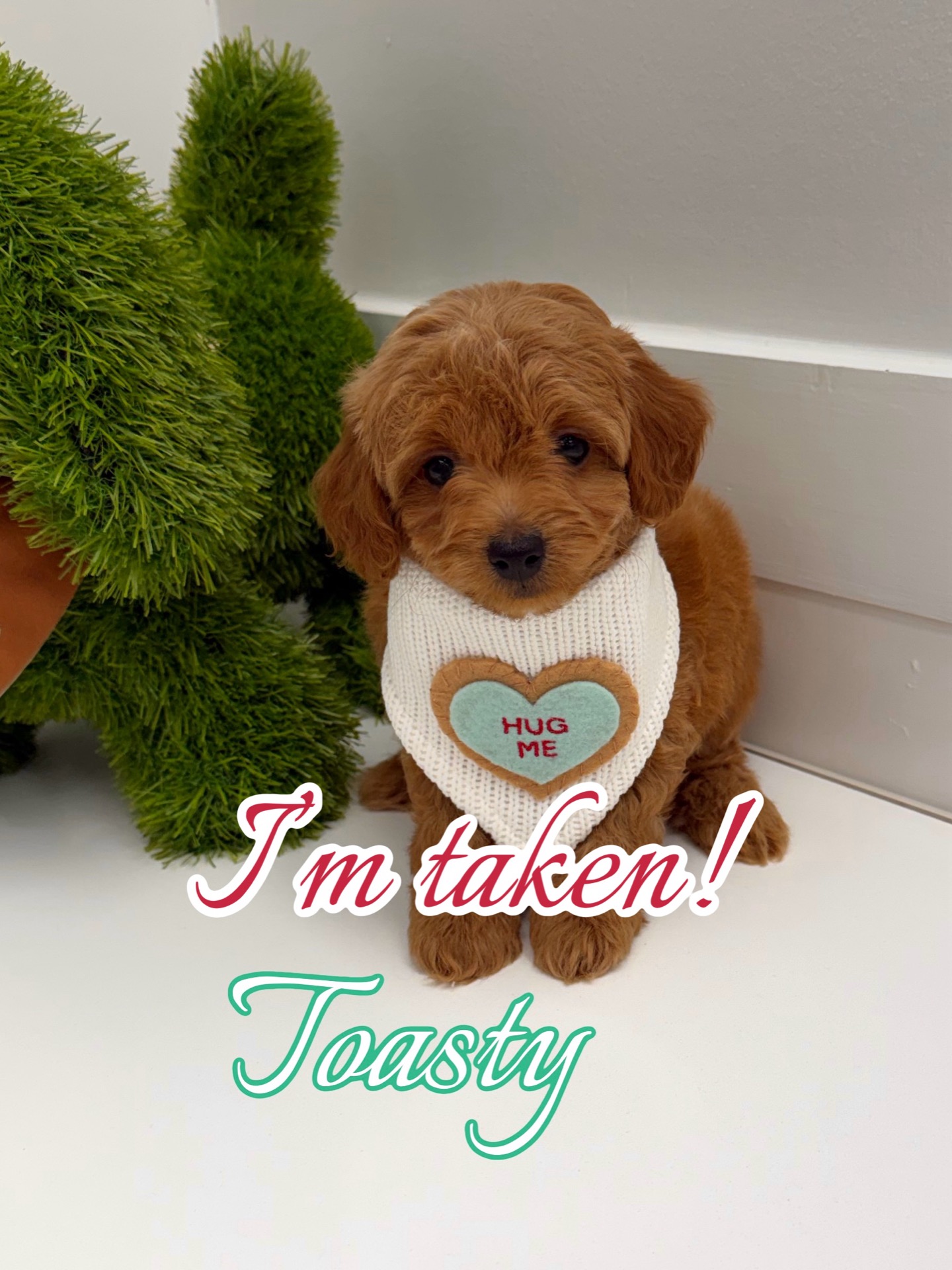 Toasty - CKC FBB Toy Micro Goldendoodle Puppy - -- Litter_Forever Home in Falmouth- ME