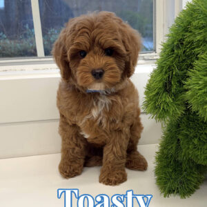 Toasty - FB Cavapoo Puppy - BPPP Litter --_