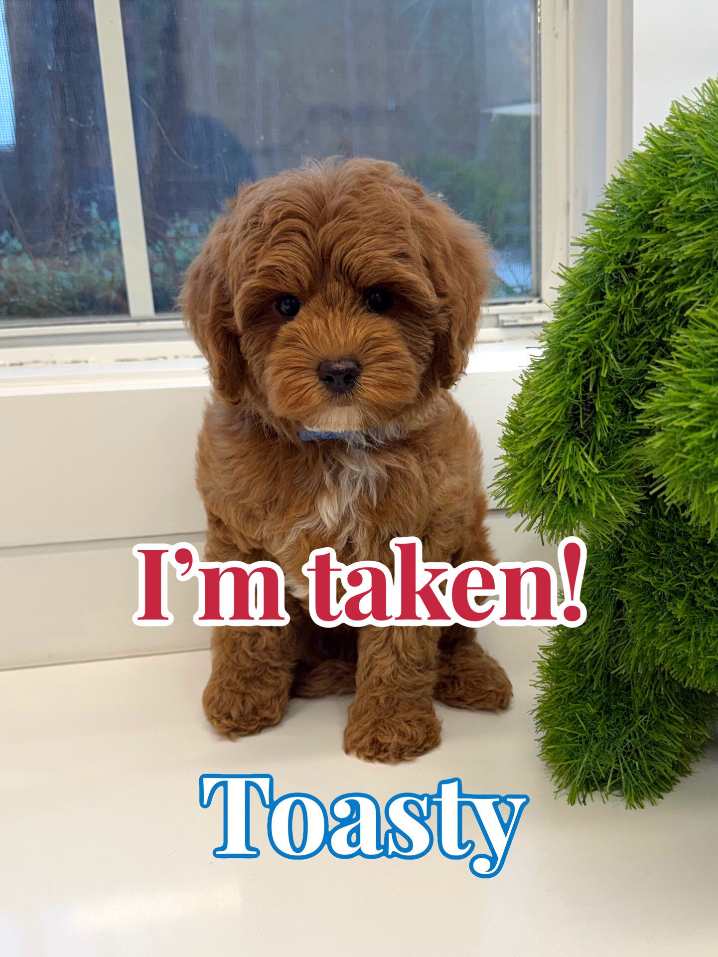 Toasty - FB Cavapoo Puppy - BPPP Litter --_Forever Home in Cincinnati- OH