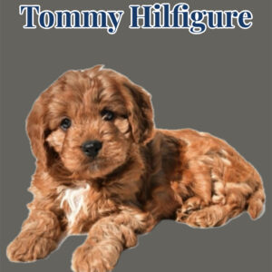 Tommy Hilfigure - Teddy Bear Red & White Male F Cavapoo - Boutique Petite Posh Puppies