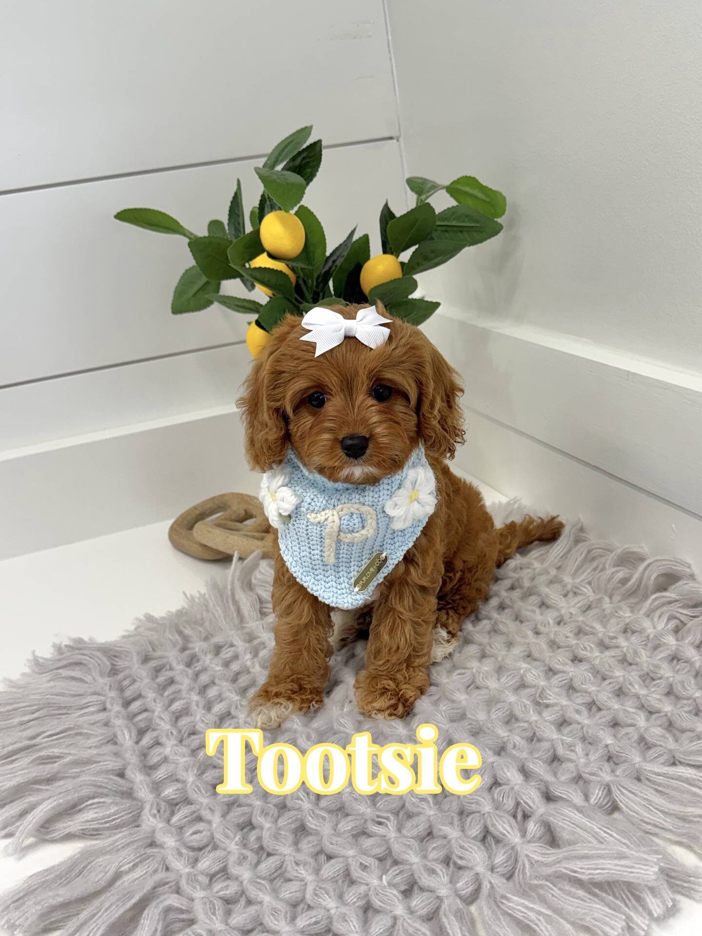 Tootsie - F Cavapoo Puppy - BPPP Litter --_