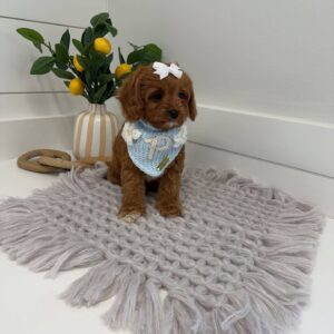 Tootsie - F Cavapoo Puppy - BPPP Litter --_