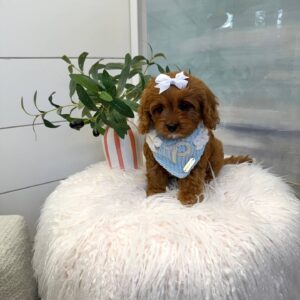 Tootsie - F Cavapoo Puppy - BPPP Litter --_