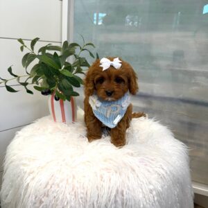 Tootsie - F Cavapoo Puppy - BPPP Litter --_