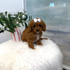 Tootsie - F Cavapoo Puppy - BPPP Litter --_