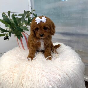 Tootsie - F Cavapoo Puppy - BPPP Litter --_