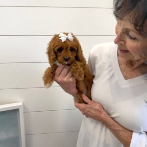 Tootsie - F Cavapoo Puppy - BPPP Litter --_