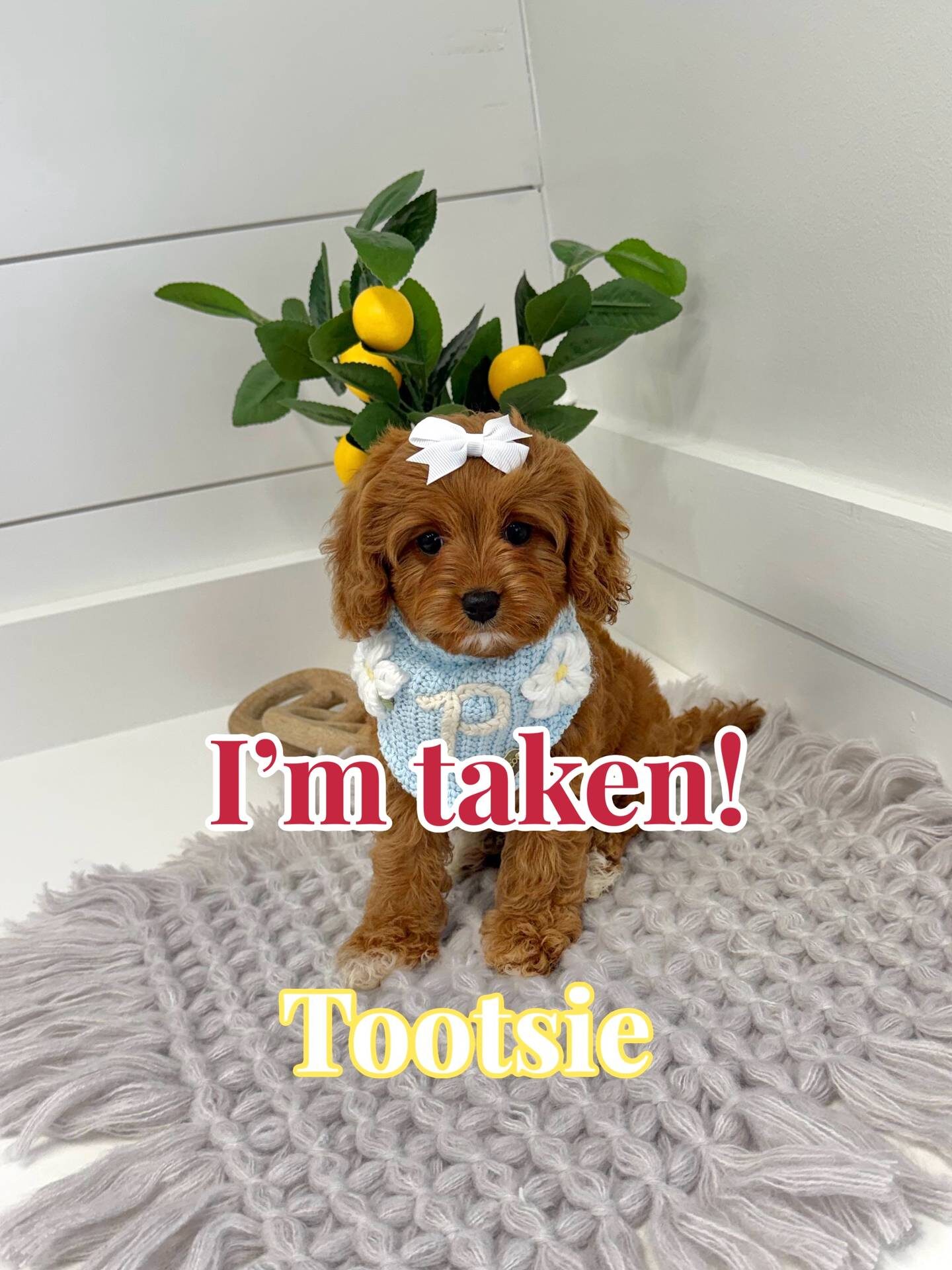 Tootsie - F Cavapoo Puppy - BPPP Litter --_Forever Home in Atlanta- GA