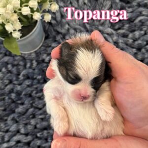 Topanga - AKC Pomeranian