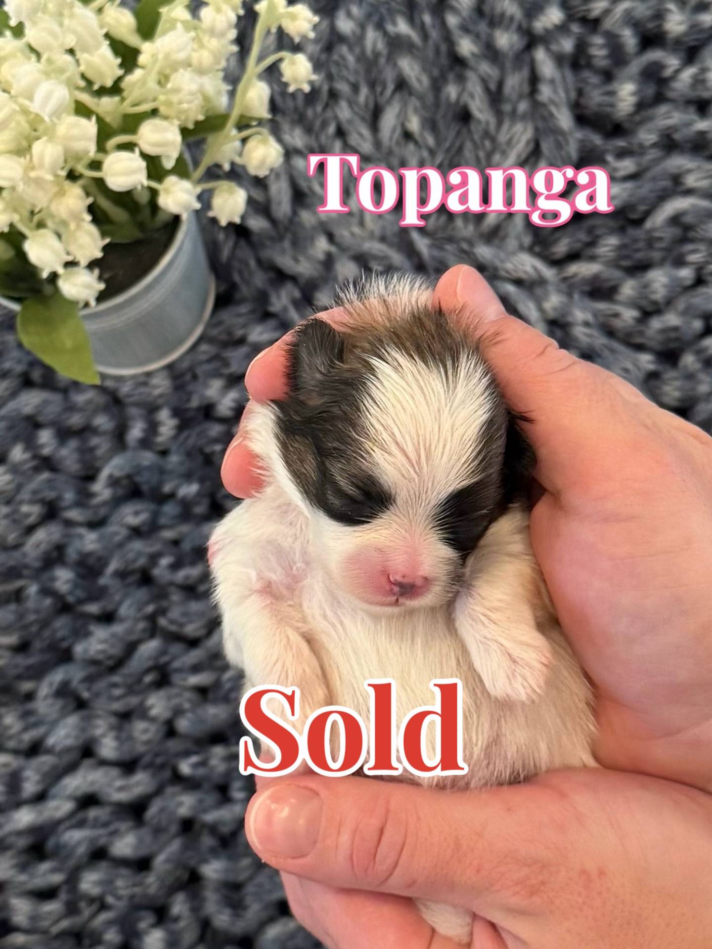 Topanga - AKC Pomeranian - Forever Home in Miami- FL