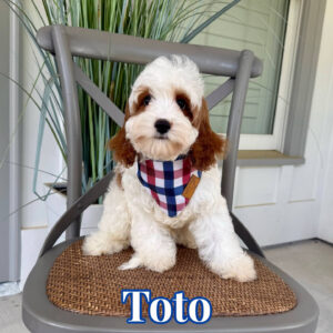 Toto - F Cavapoo Puppy - Litter --_