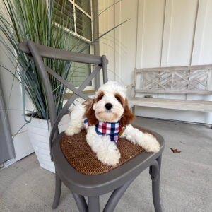 Toto - F Cavapoo Puppy - Litter --_