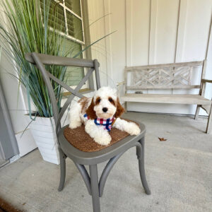 Toto - F Cavapoo Puppy - Litter --_