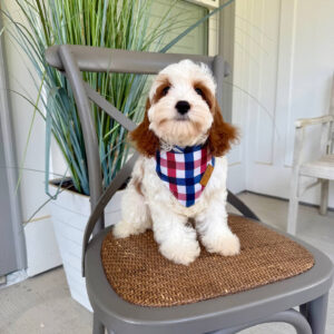 Toto - F Cavapoo Puppy - Litter --_