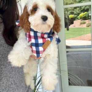 Toto - F Cavapoo Puppy - Litter --_