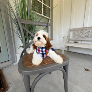 Toto - F Cavapoo Puppy - Litter --_