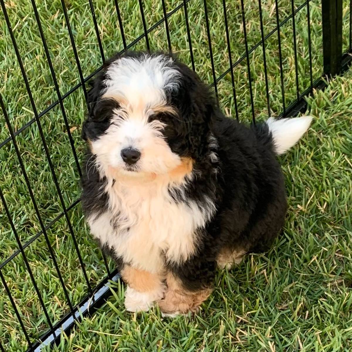 Toy Bernedoodle Breed Petite Posh Puppies Atlanta GA SQ