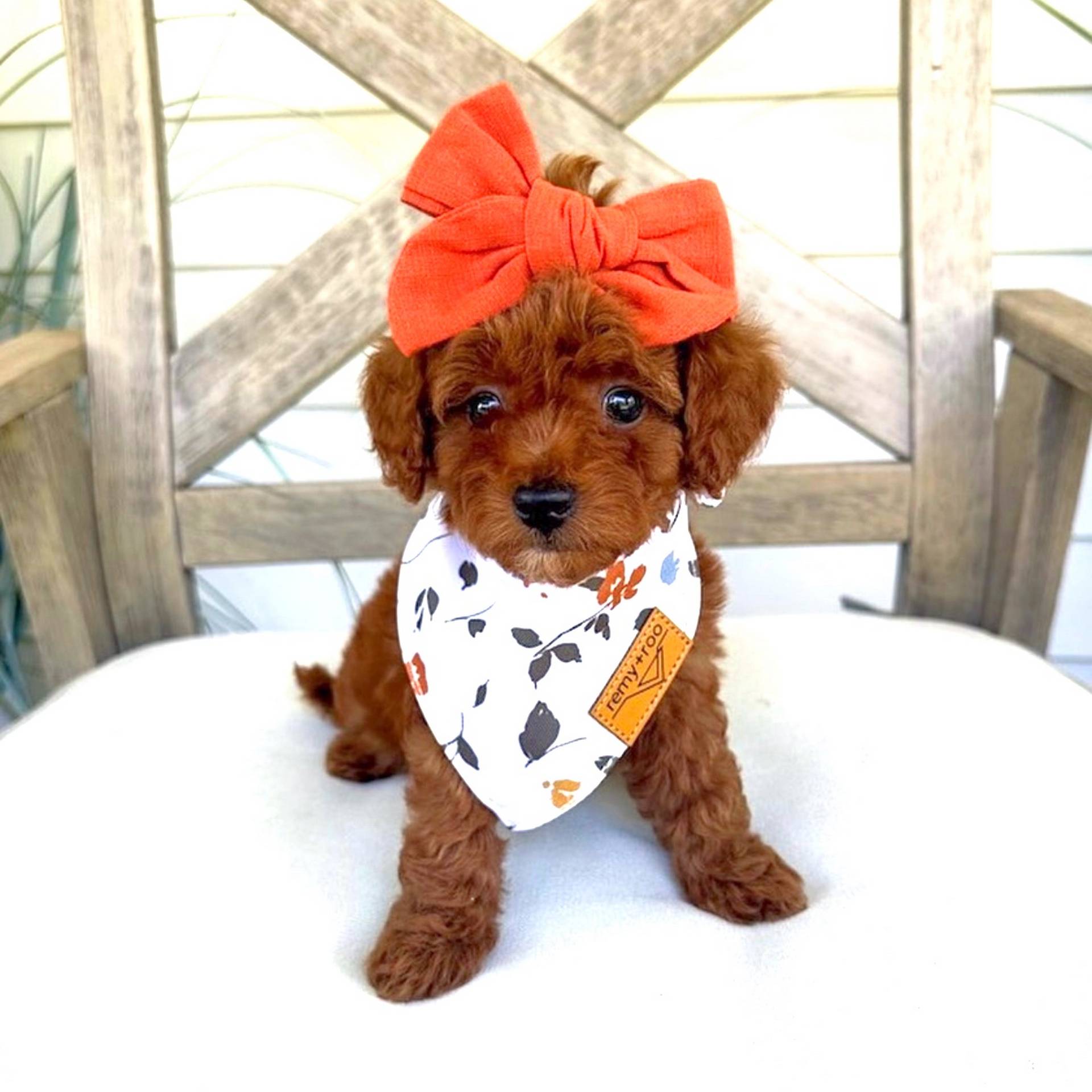 Toy Goldendoodle Puppies - Adopt a Toy Goldendoodle From Petite Posh Puppies Atlanta Georgia