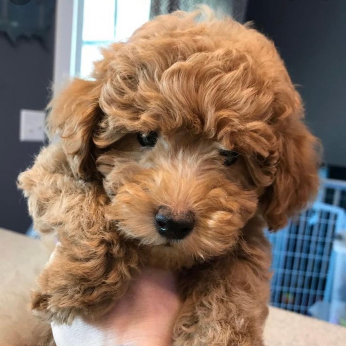 Toy Goldendoodles Petite Posh Puppies Atlanta GA SQ