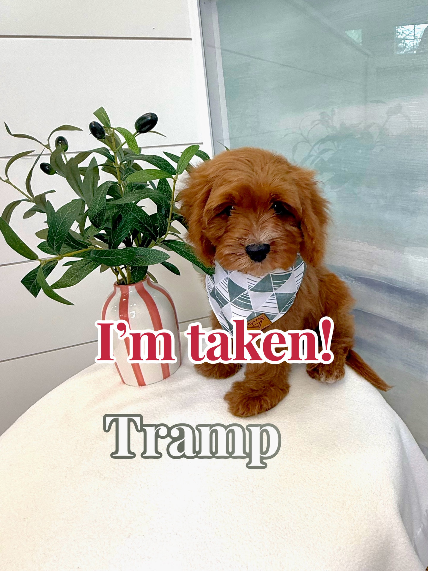 Tramp - F Cavapoo - BPPP Litter -- - Forever Home in Henderson- KY