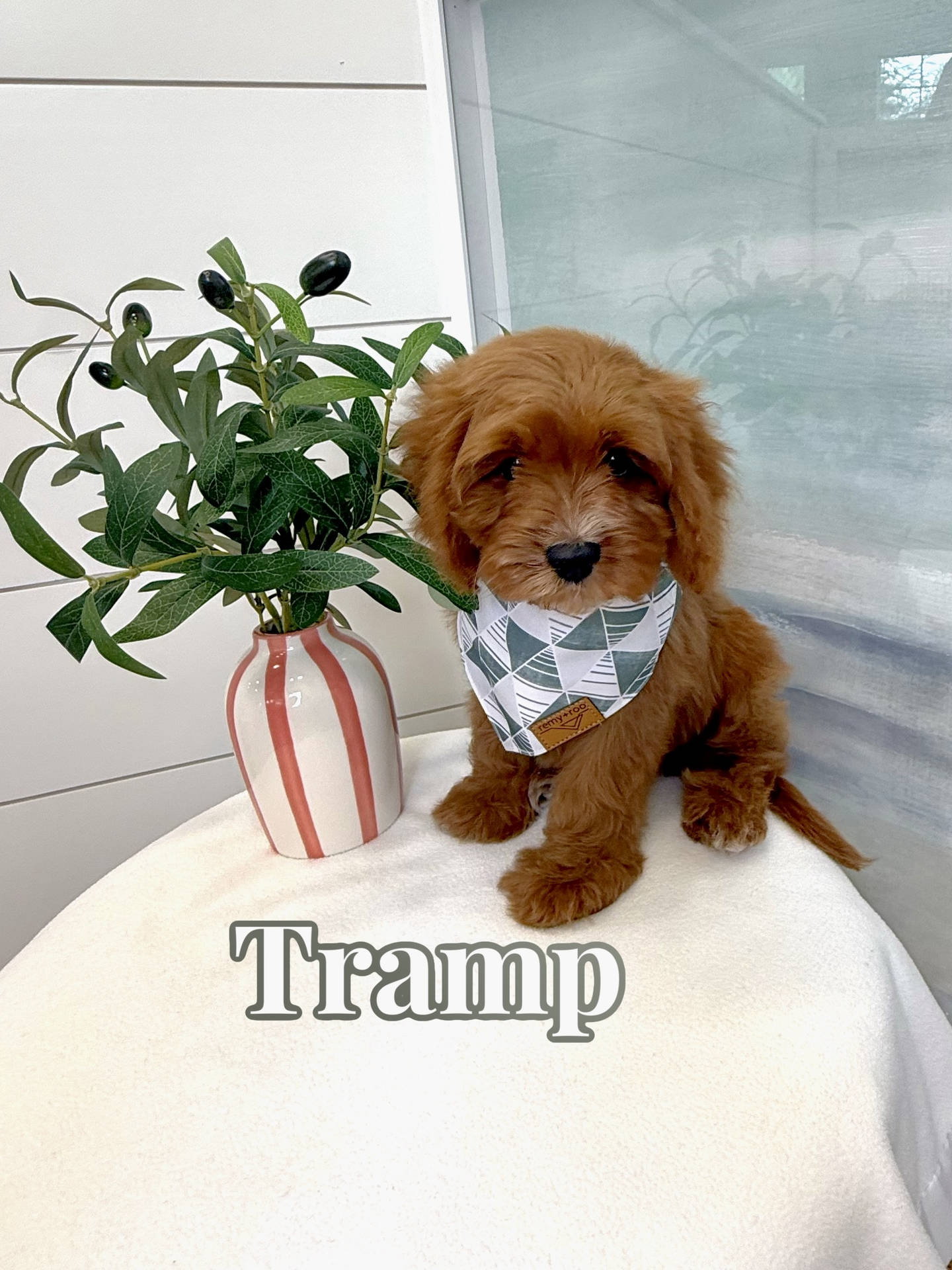 Tramp - F Cavapoo - BPPP Litter --