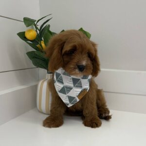 Tramp - F Cavapoo - BPPP Litter --_