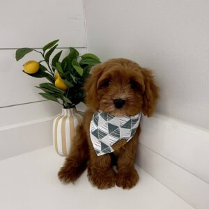 Tramp - F Cavapoo - BPPP Litter --_