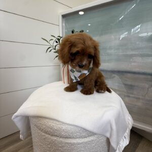 Tramp - F Cavapoo - BPPP Litter --_