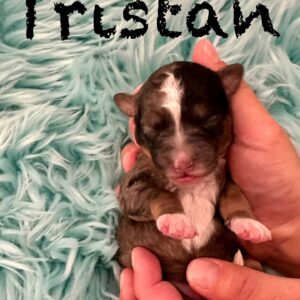 Tristan - Blue Merle with white sock feet Male Toy Micro Bernedoodle