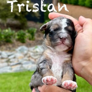 Tristan - Blue Merle with white sock feet Male Toy Micro Bernedoodle_